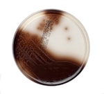 Thermo Scientific™ Bile Esculin Agar